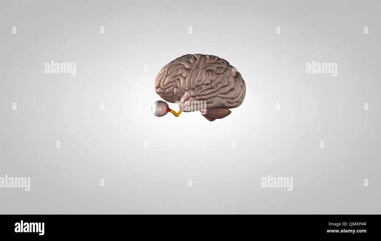 Myelinated neuron hi-res stock photography and images - Alamy