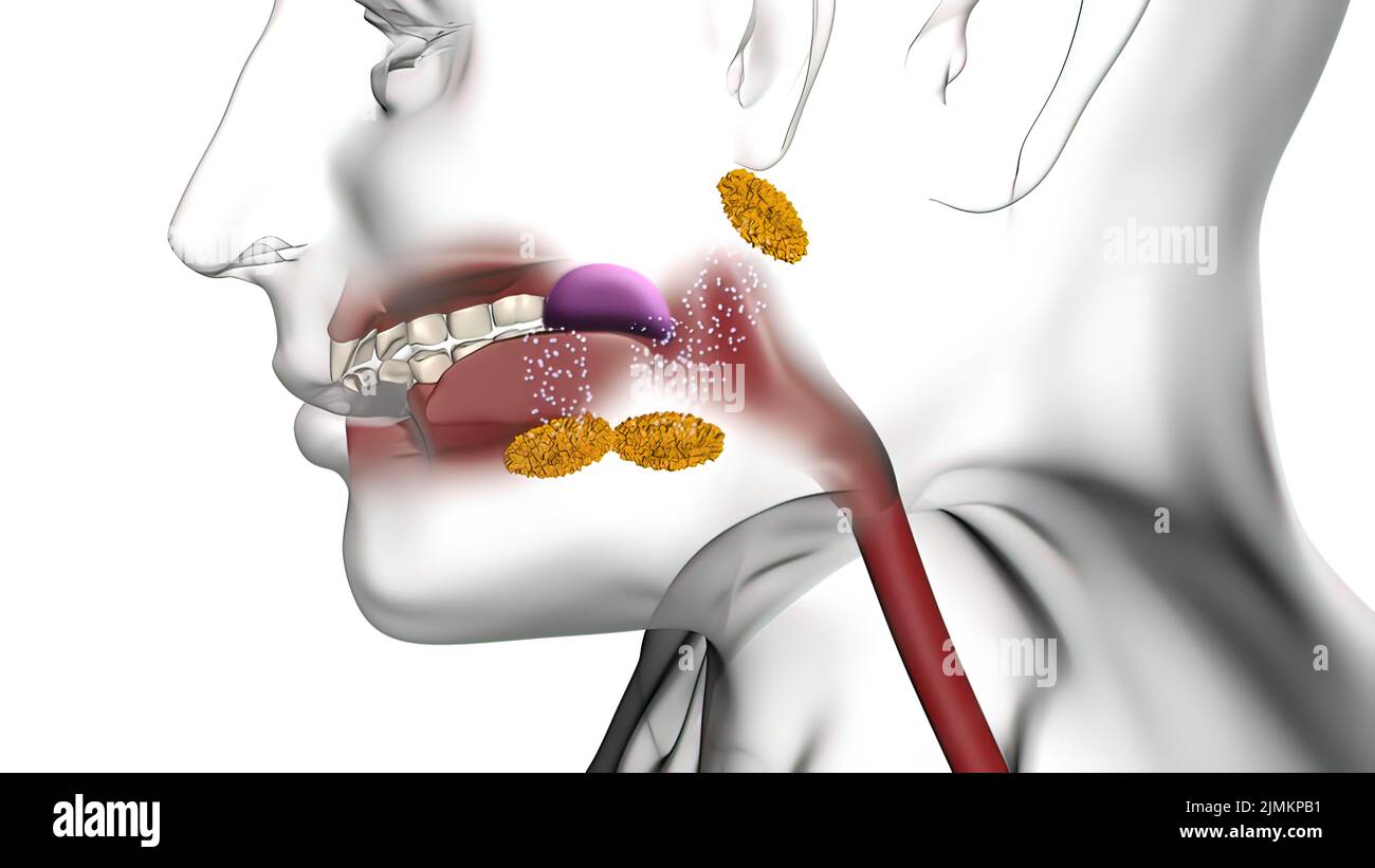 Digestive system enzymes hires stock photography and images Alamy