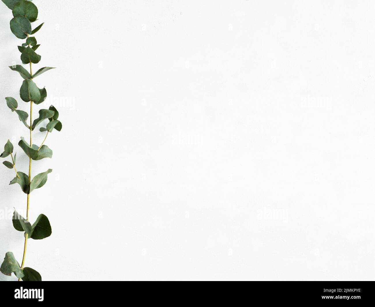 white floral background green eucalyptus decor Stock Photo