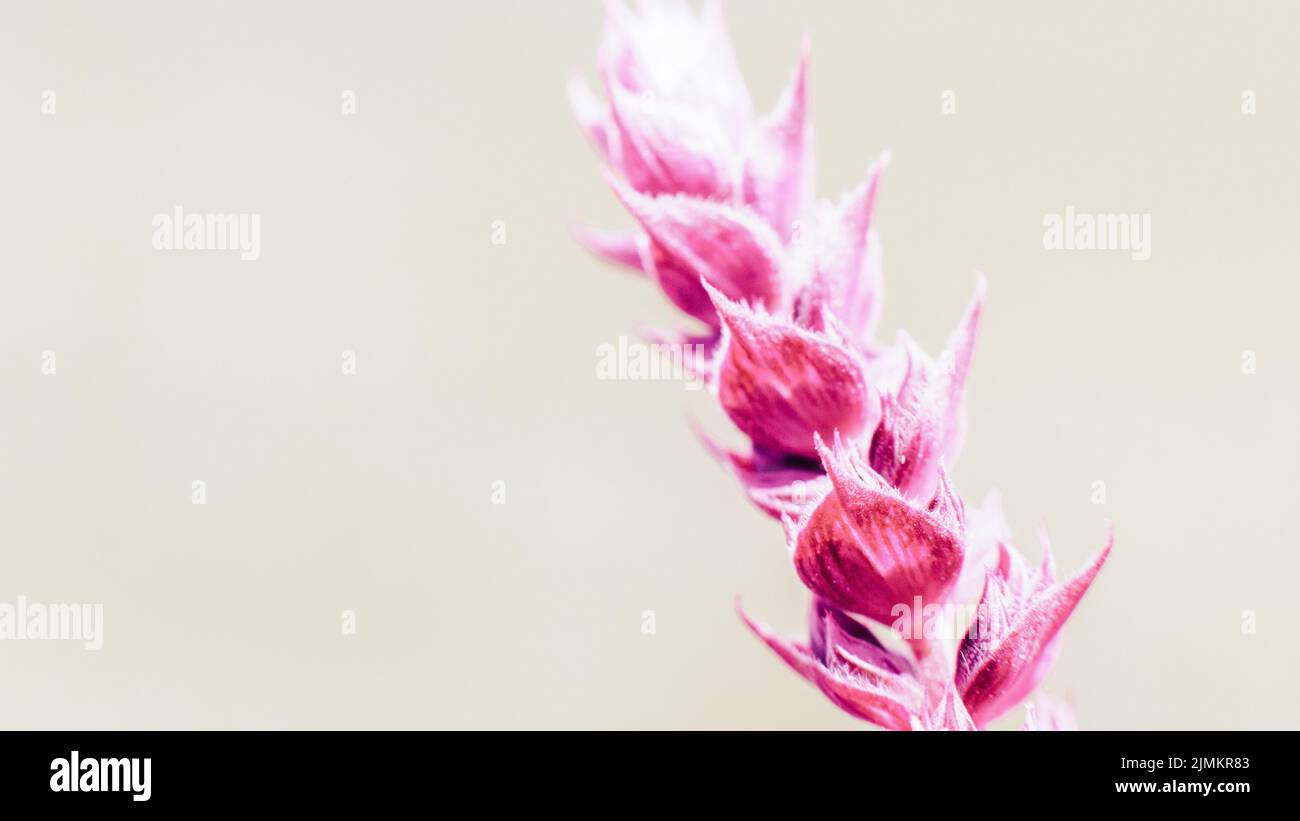 floral background magenta meadow plant sprig Stock Photo