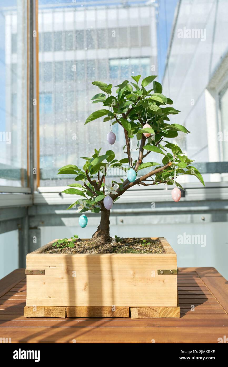 Bonsai decorated with Easter eggs on a table on the balcony Stock Photo