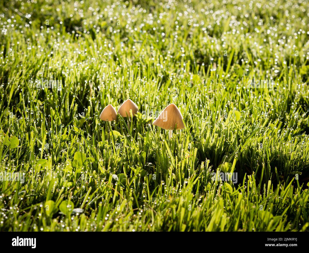 wild mushroom growing in lawn; lawn in bad condition Stock Photo Alamy