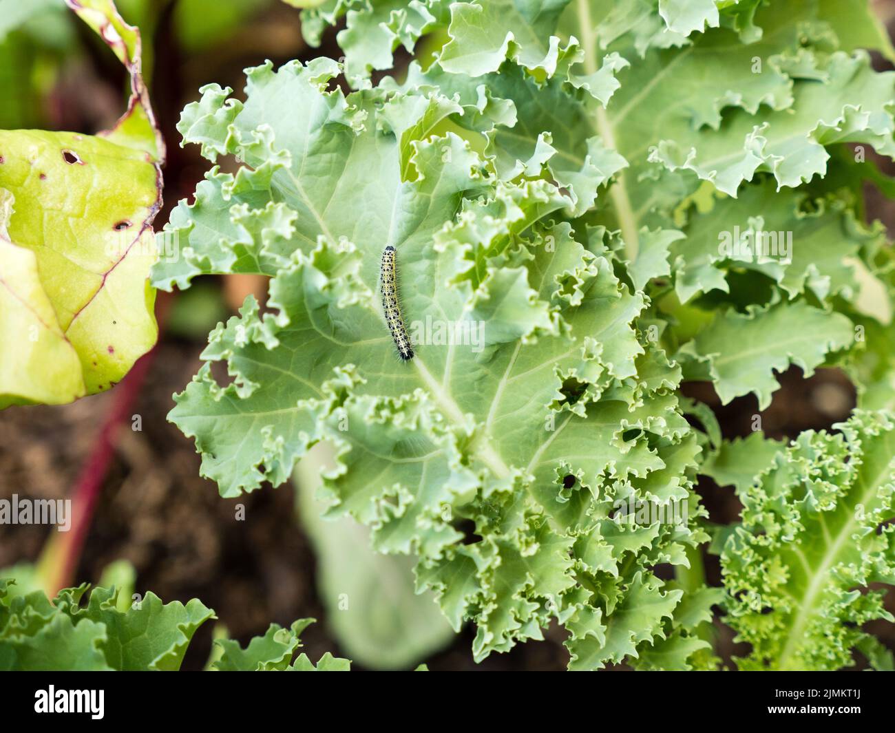 caterpillars from cabbage moth eating cabbage leaf in garden Stock