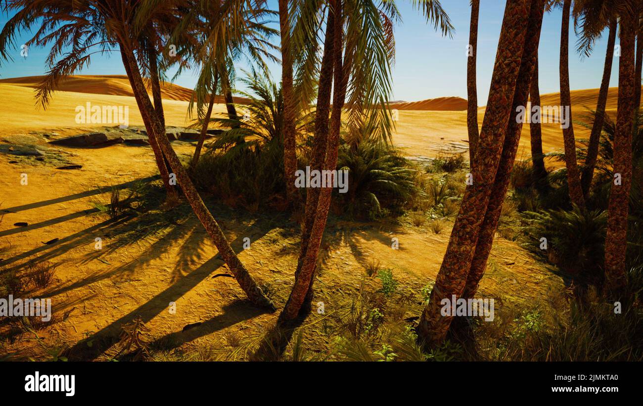 Palm trees of oasis in desert landscape Stock Photo