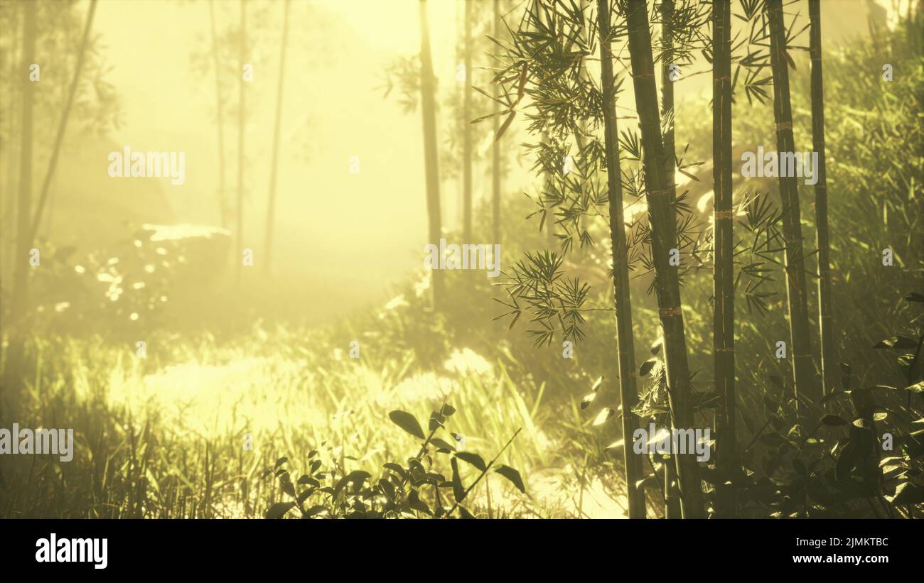 Green bamboo in the fog with stems and leaves Stock Photo