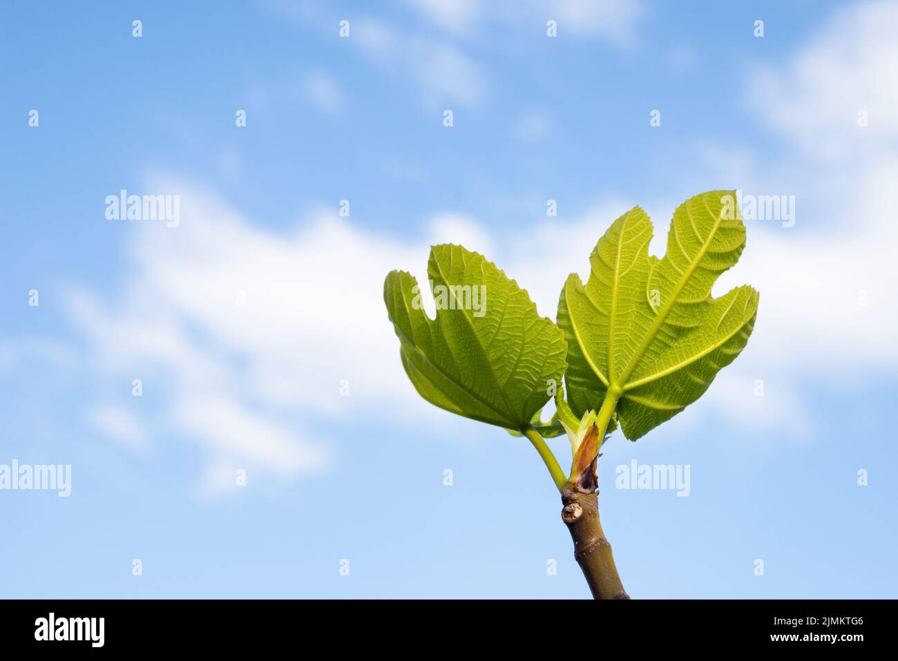 Fig bud and leabves in spring with blue sky Stock Photo