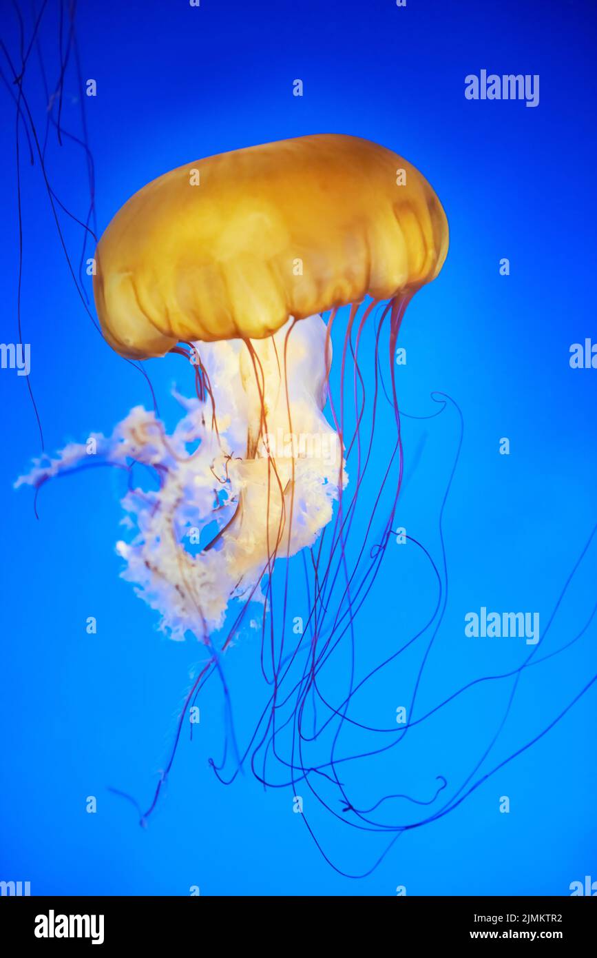 Orange jellyfish (Chrysaora fuscescens) Stock Photo