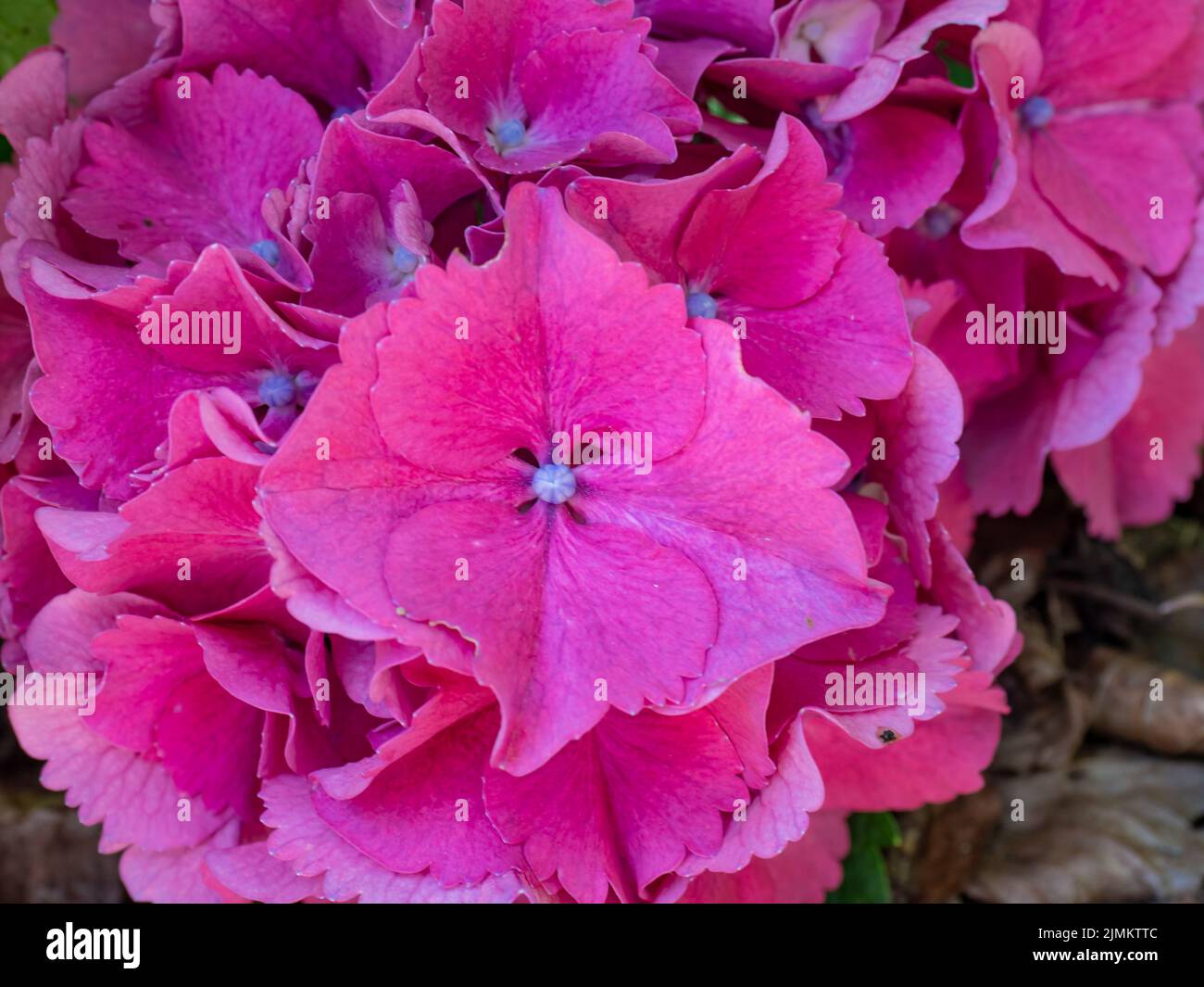 Purple Hydrangeas Hydrangea macrophylla. flower background Stock Photo