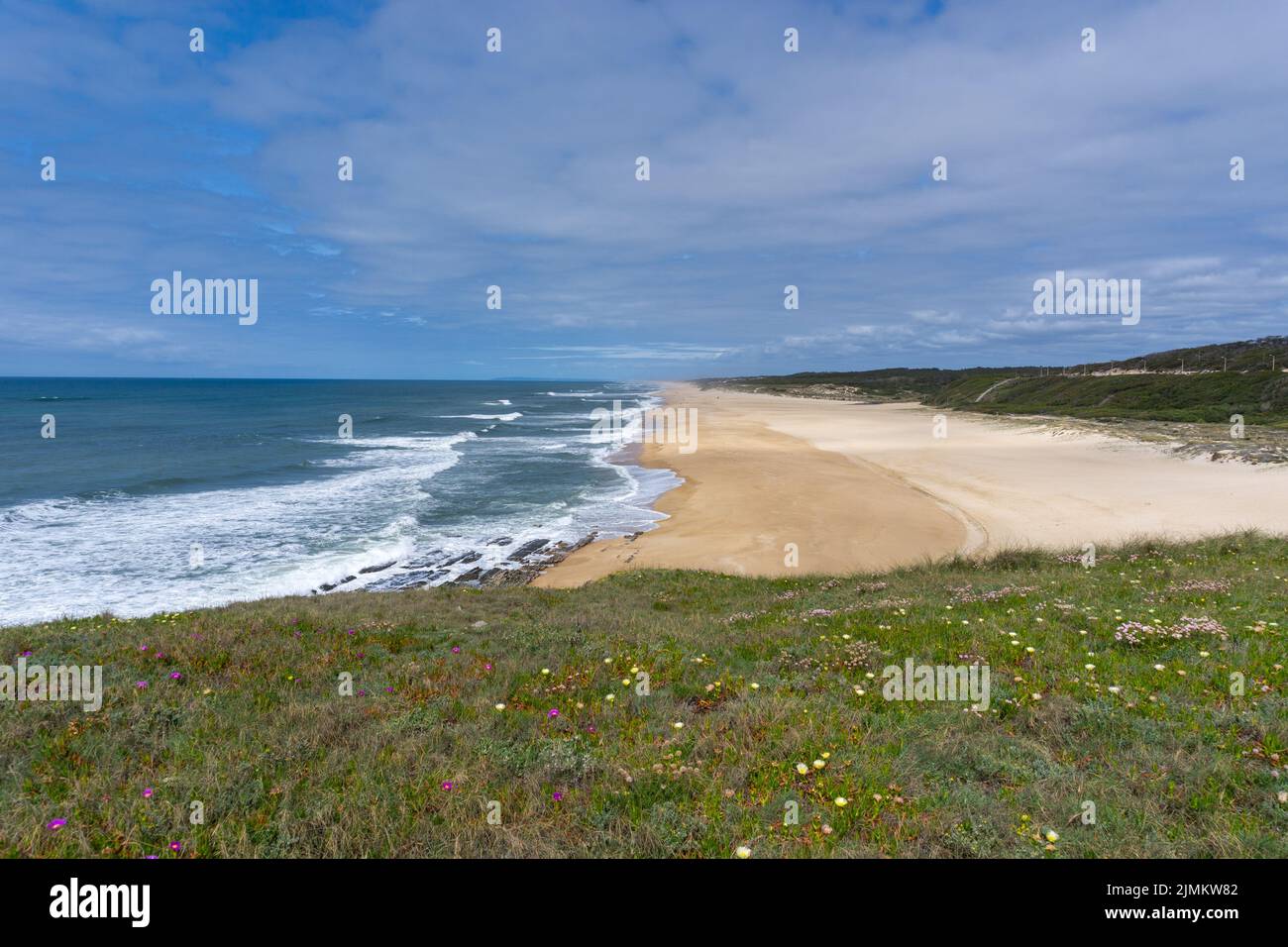 Wide endless golden sand beach with a wildflower meadow in the ...