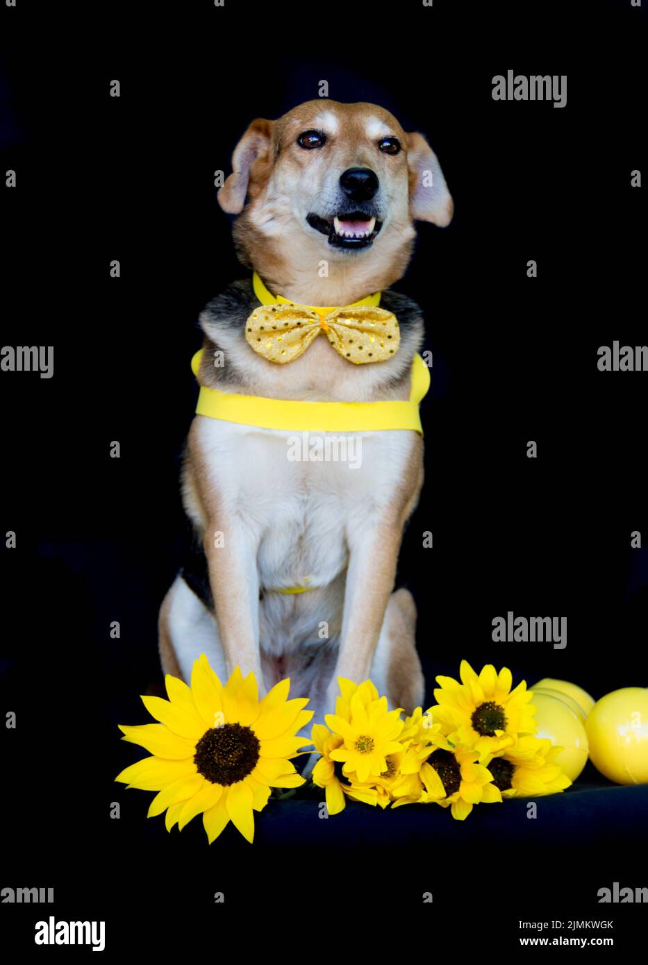 https://c8.alamy.com/comp/2JMKWGK/dog-dressed-in-bow-and-yellow-breastplate-and-sunflowers-2JMKWGK.jpg