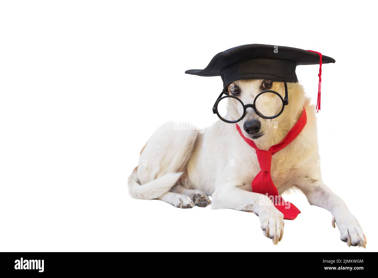 Mongrel dog with cap glasses and graduation diploma Stock Photo Alamy