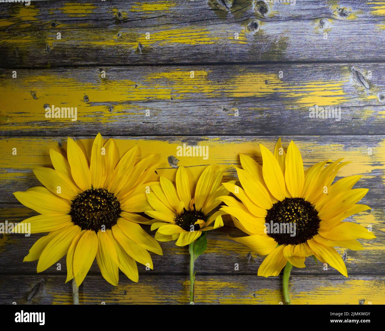 Three yellow sunflowers leaning on rustic wood Stock Photo