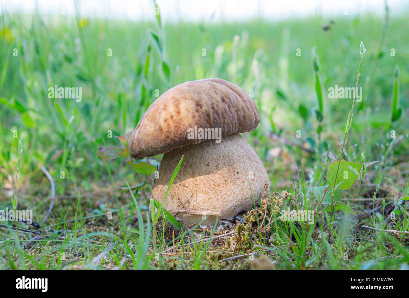 A closeup shot of a summer cep (Boletus reticulatus) edible wild ...
