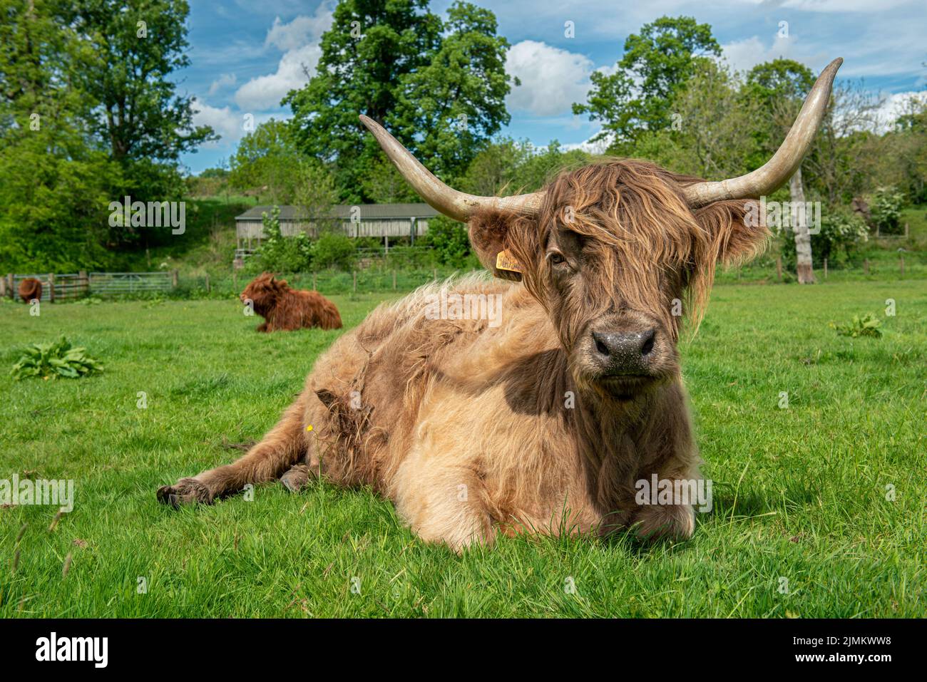 A closeup shot of a brown Scottish Highland Cow resting in the pasture ...