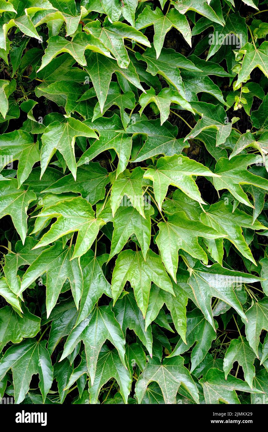 Grape leaves Stock Photo