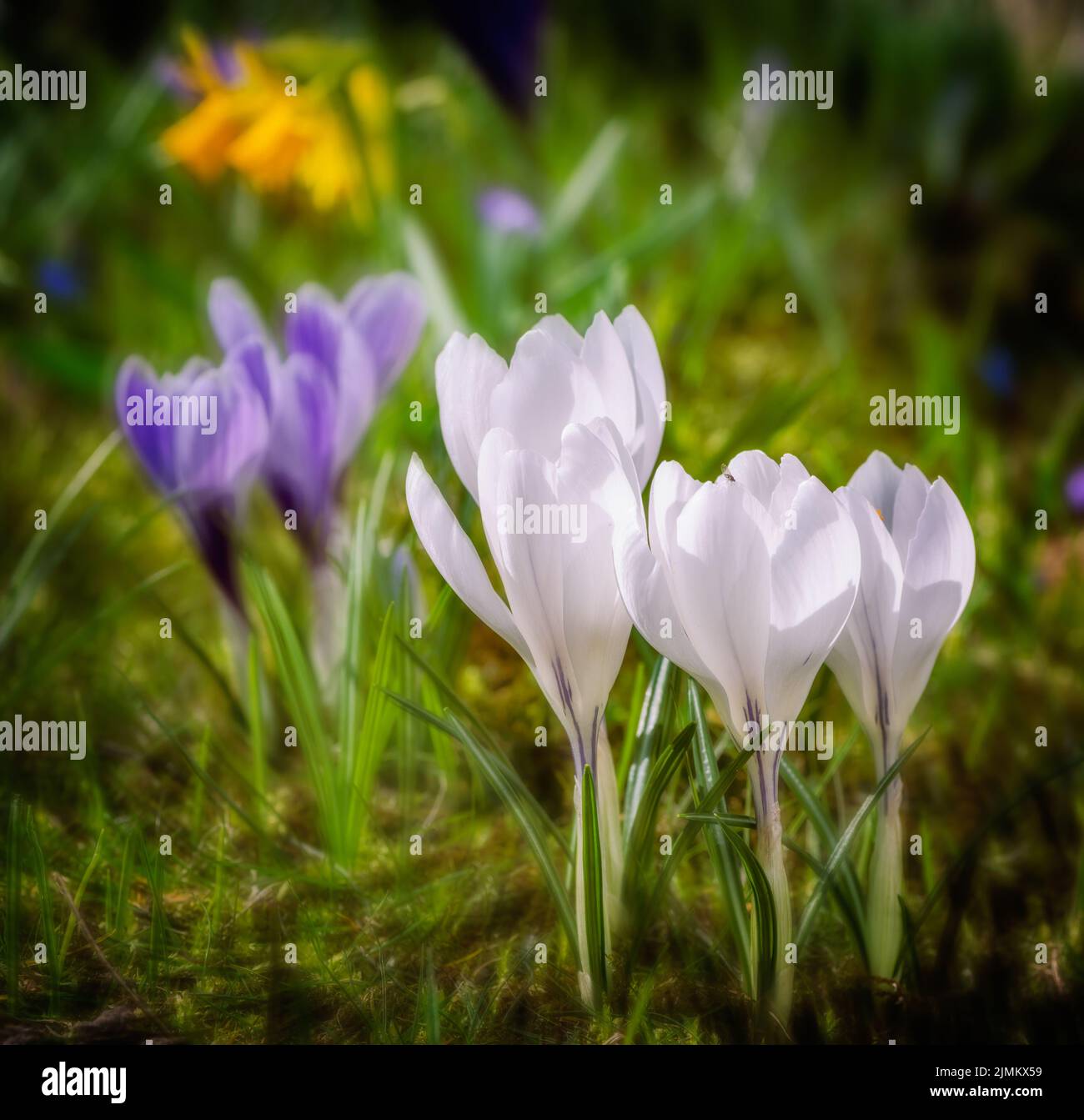Springtime with white corcus flowers in the meadow Stock Photo