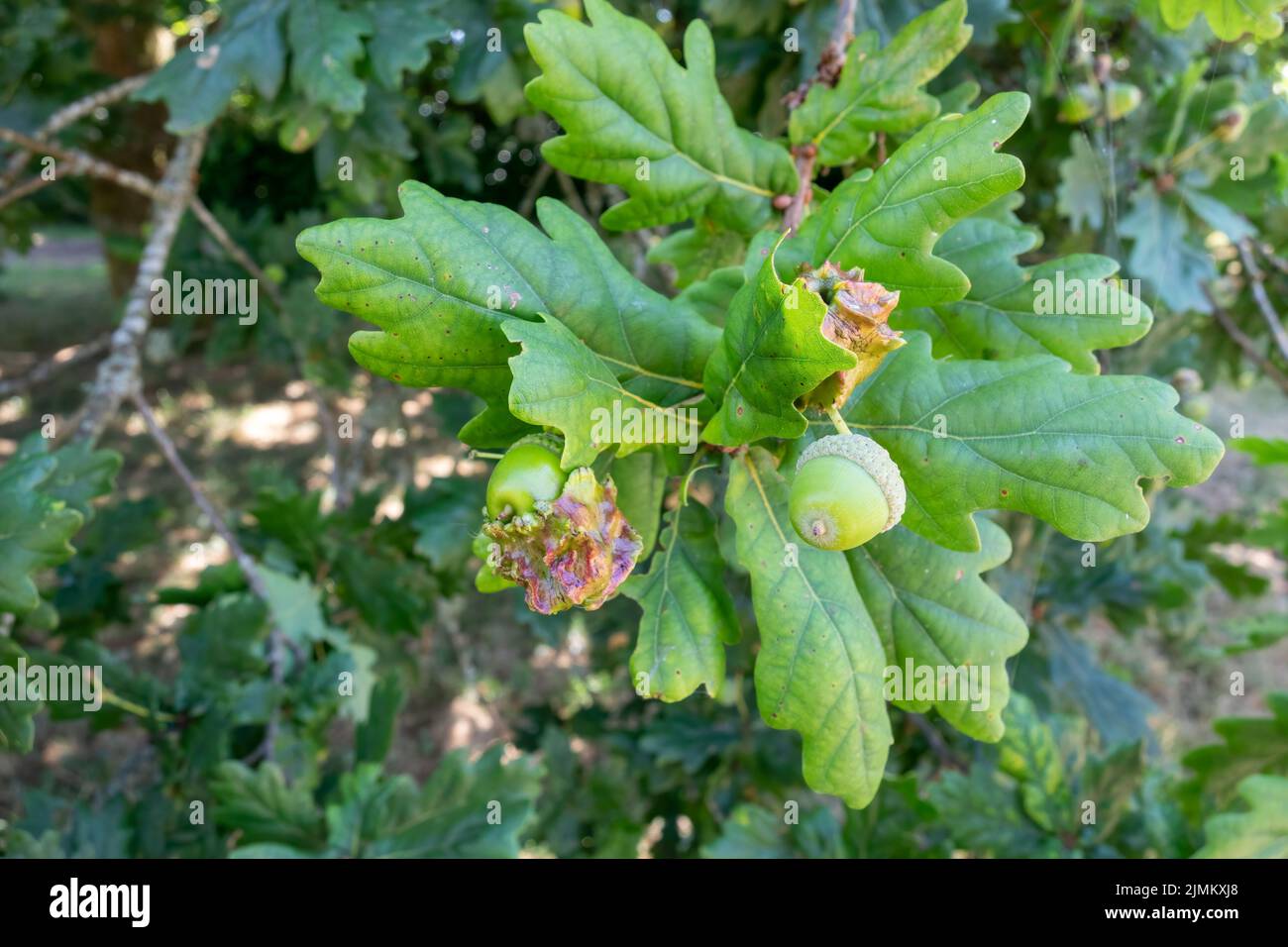Knopper gall wasp damage to acorns on an english Oak tree Stock Photo