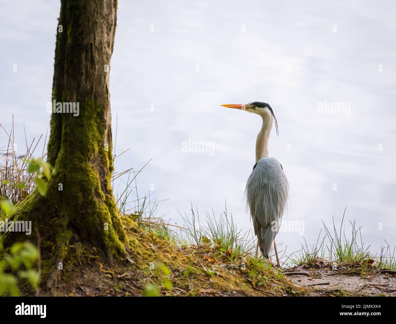 Great blue heron on the shore Stock Photo