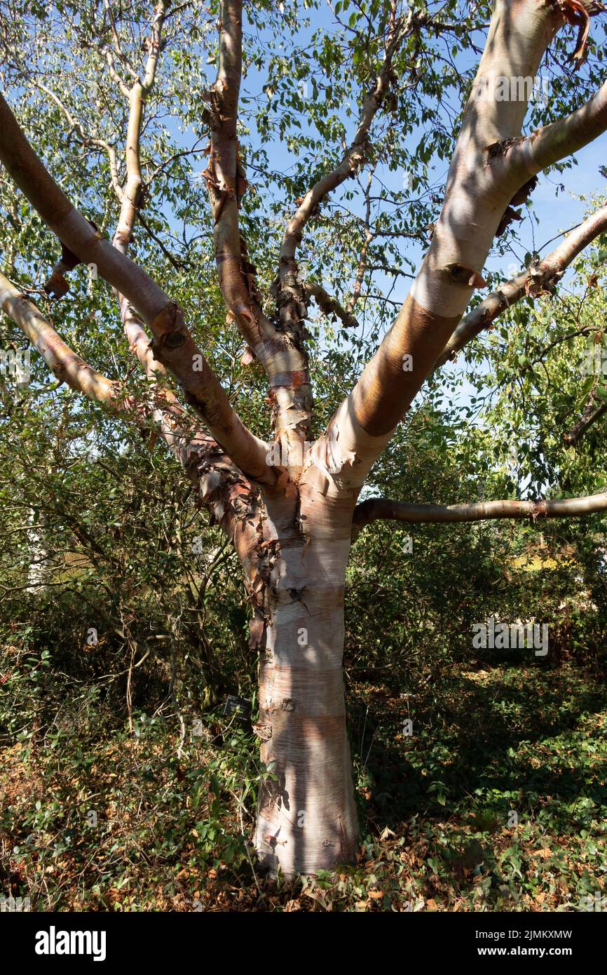 Sunlit Chinese Red Barked Birch, Betula albo-sinensis tree Stock Photo