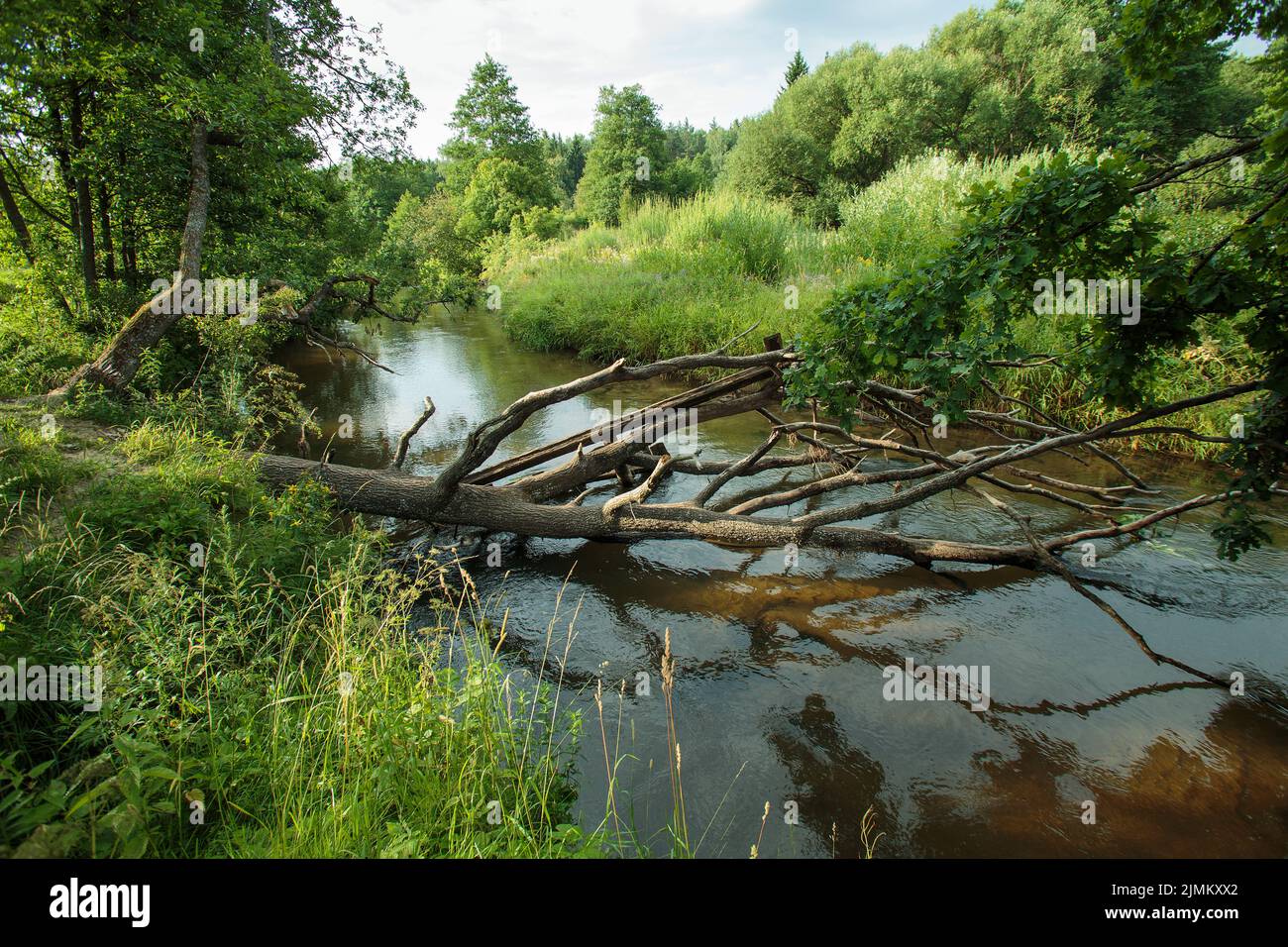 Nature of Belarus, summer landscape with a small river Stock Photo