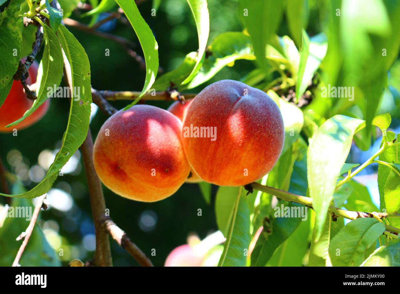 peaches on tree Pfirsich Stock Photo