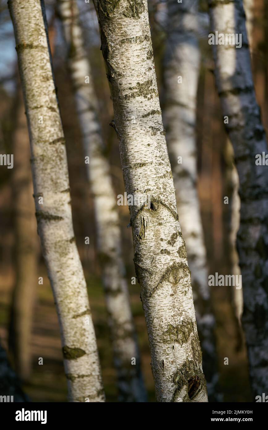 Birch trees with typical white bark in a forest in Germany Stock Photo
