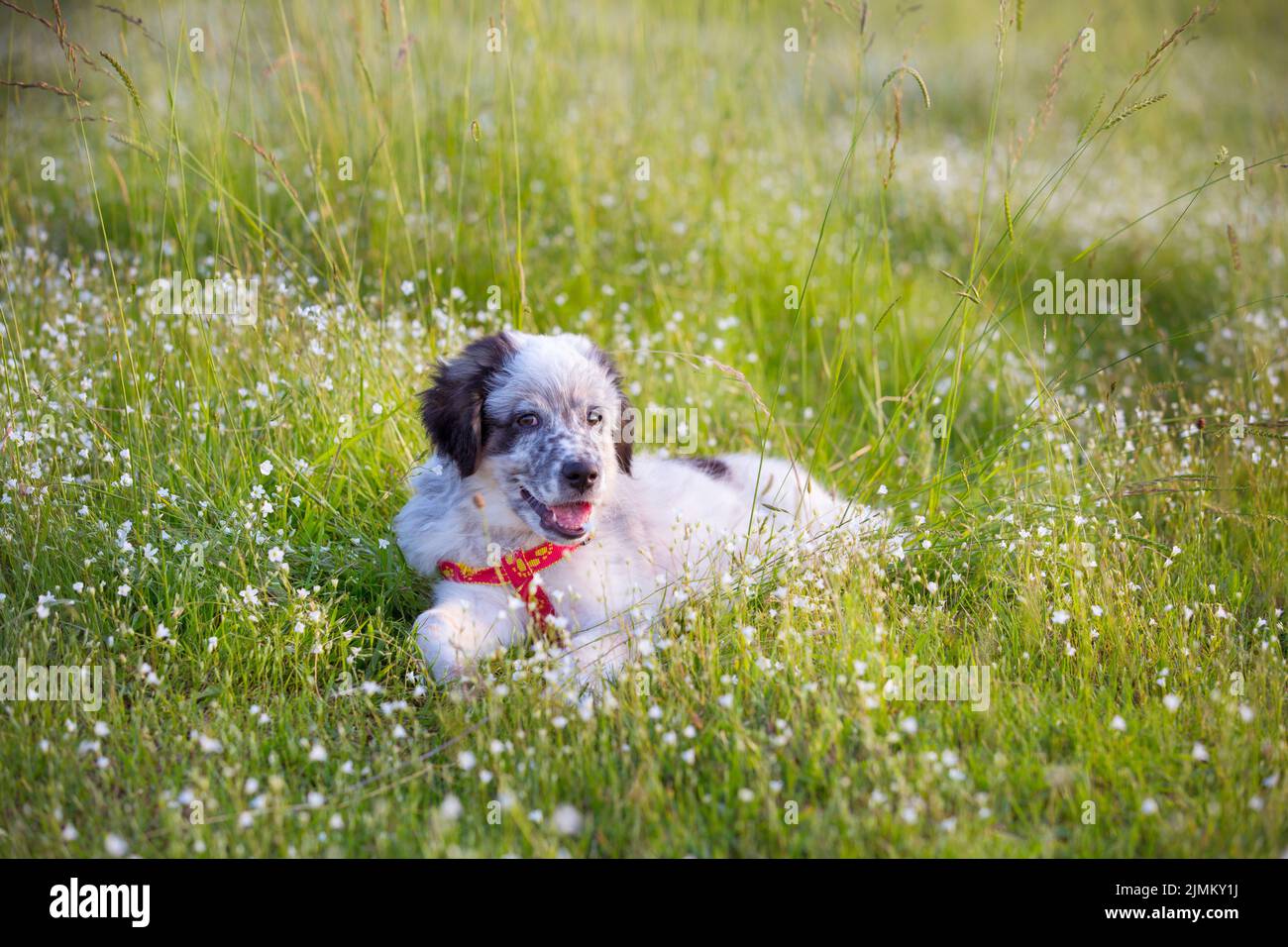 Puppy lying In the grass, close up portrait Stock Photo - Alamy