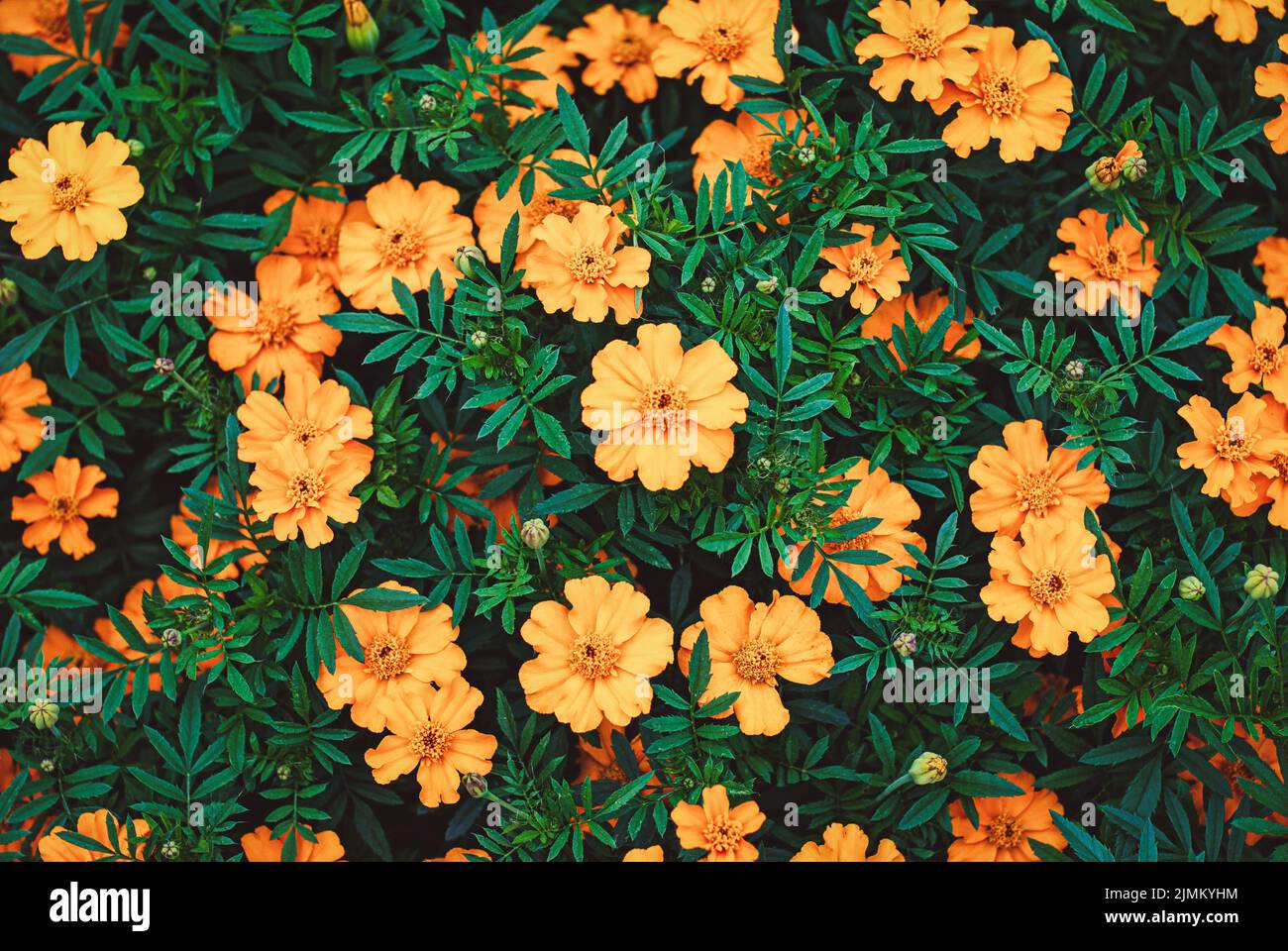French marigolds flowering in the garden, natural floral background, overhead shot Stock Photo