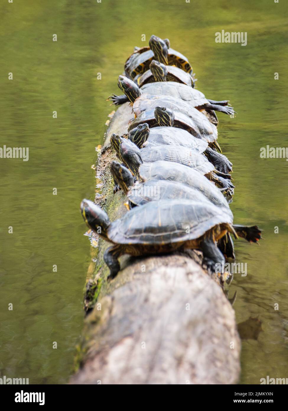 Many turtles sun themselves on a log in a pond Stock Photo