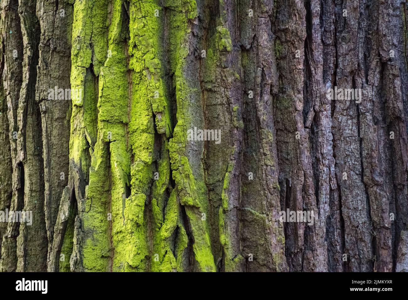 Moss cover on tree bark background. Close-up moss texture on tree surface. Stock Photo