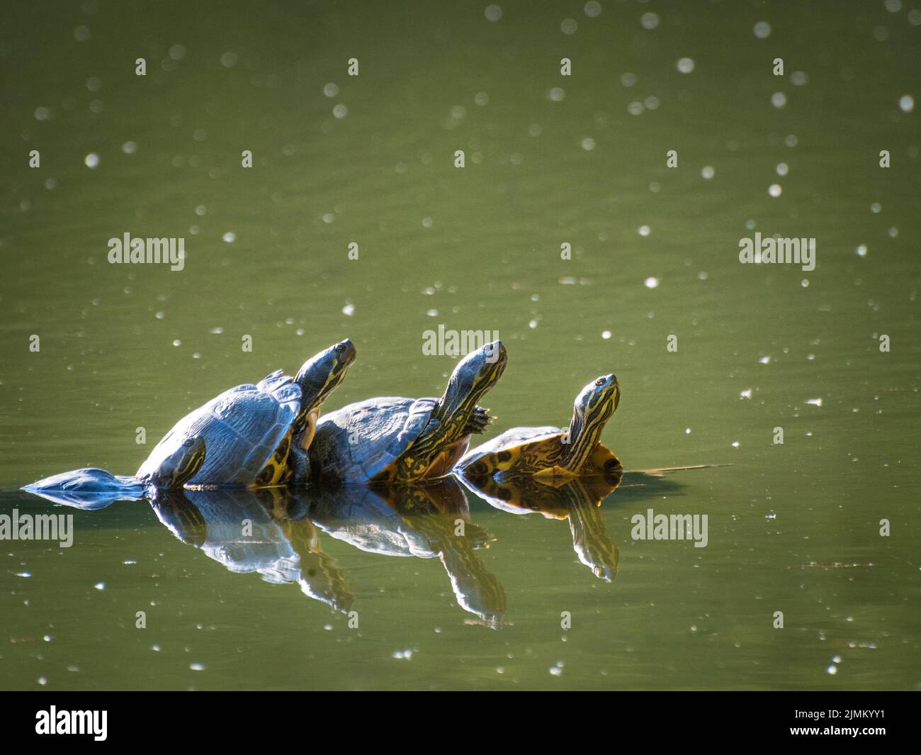 A painted turtle gets some sun on a log in spring Stock Photo