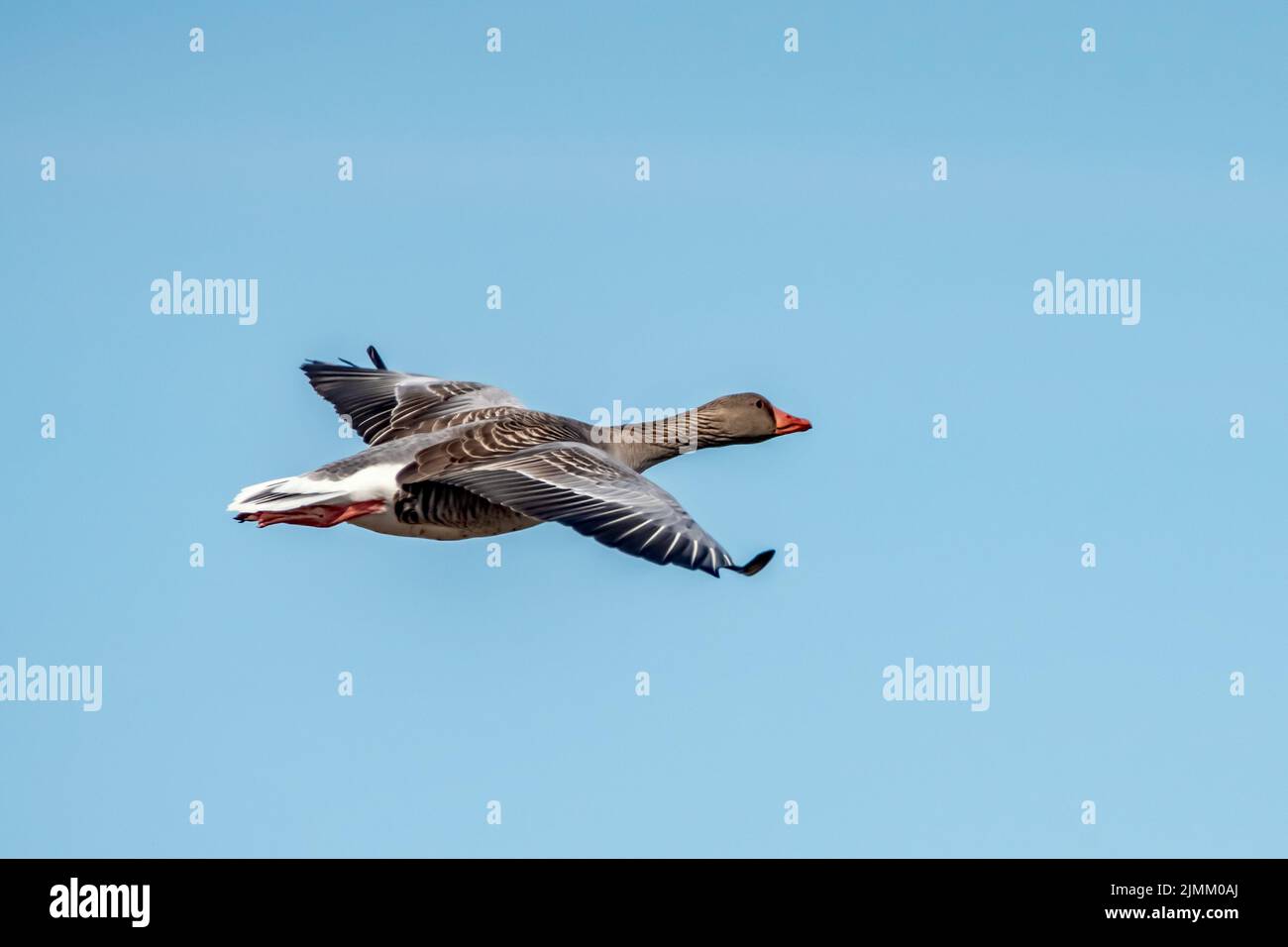 Greylag goose Stock Photo