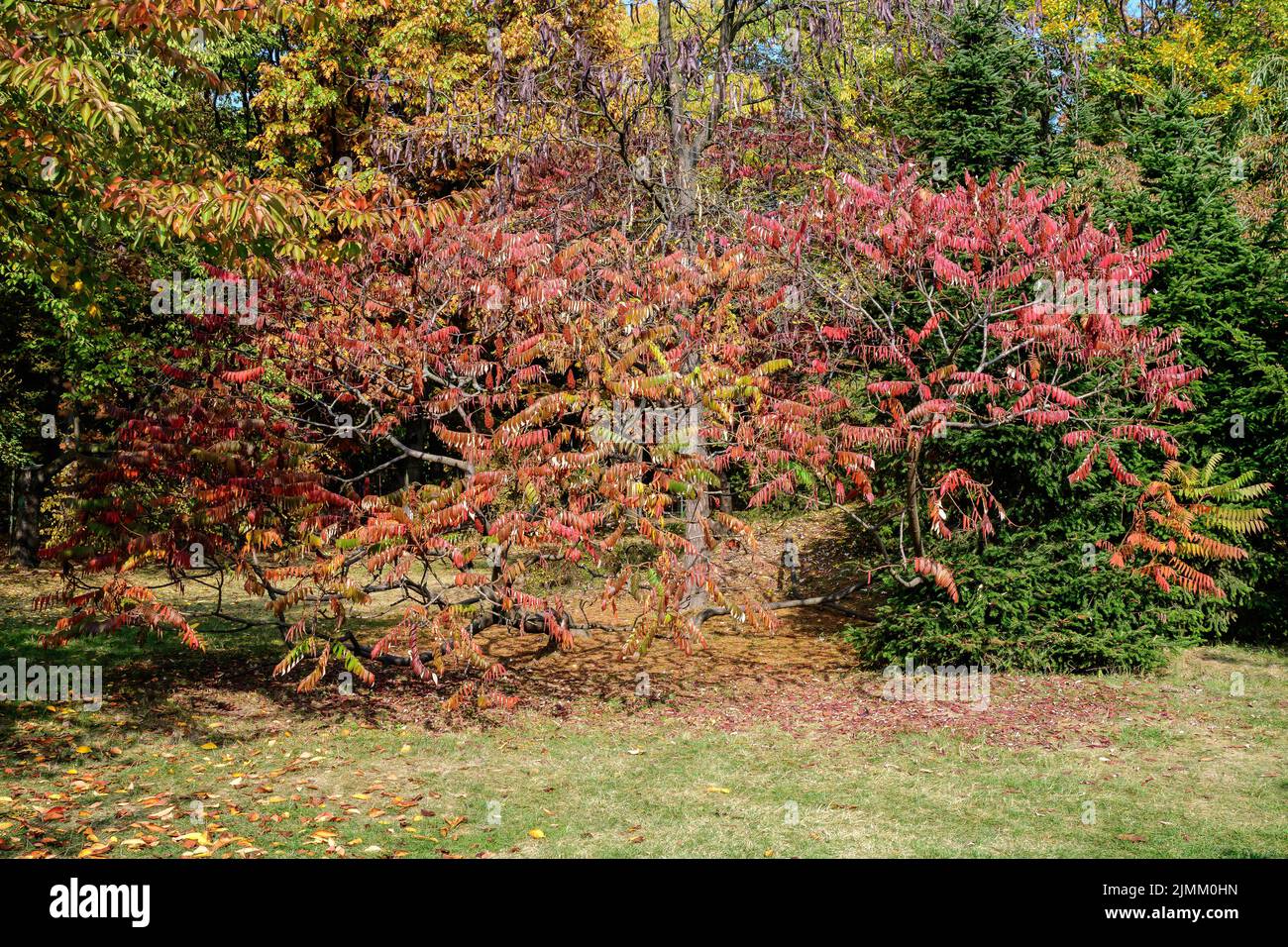 Minimalist monochrome background with large red and orange leaves and ...