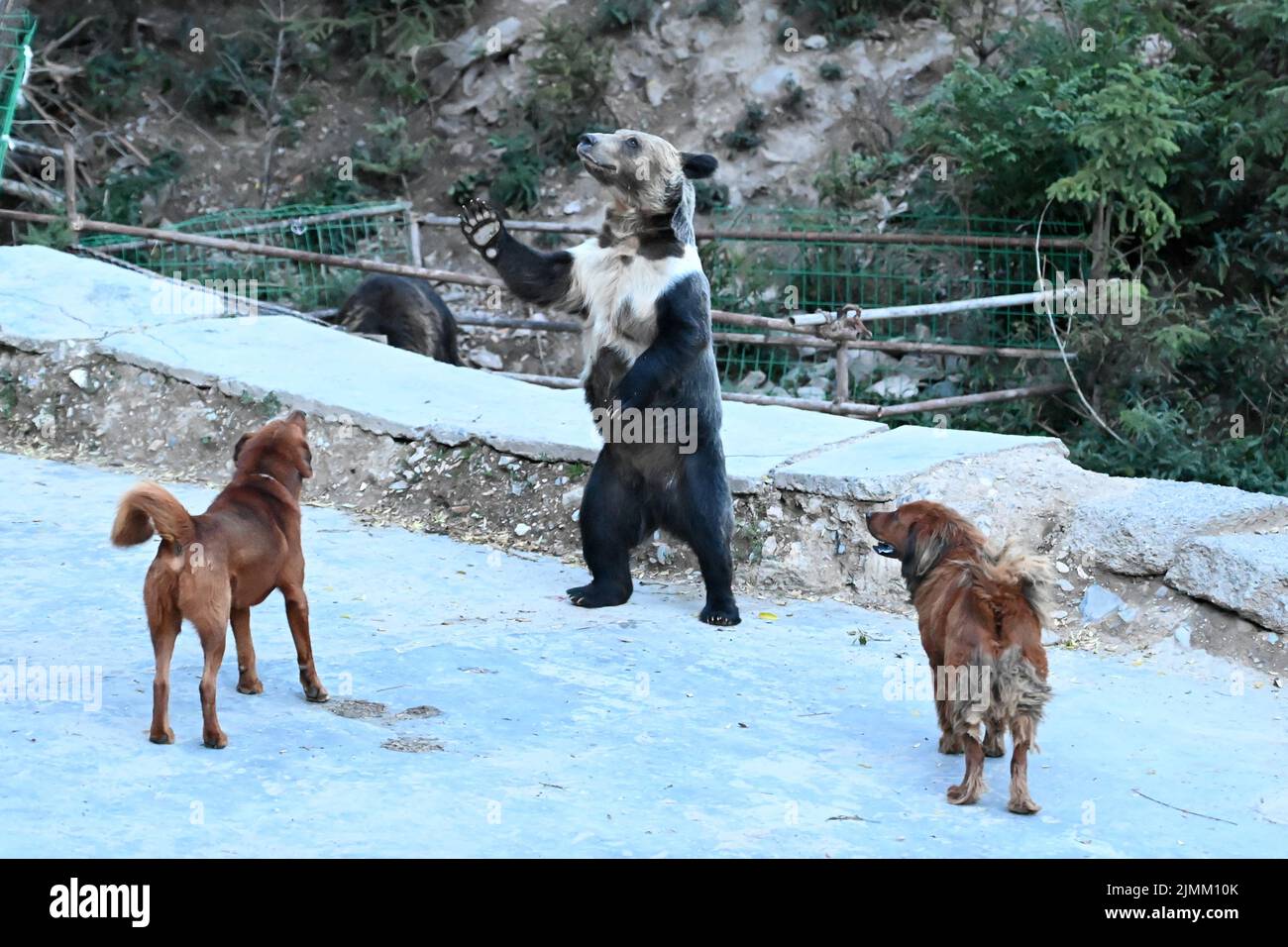 (220807) -- YUSHU, Aug. 7, 2022 (Xinhua) -- Photo taken on Aug. 4, 2022 shows a wild brown bear confronting domestic dogs in Xianggu Village of Batang Township, Yushu Tibetan Autonomous Prefecture, northwest China's Qinghai Province. The population of wild animals in Yushu Tibetan Autonomous Prefecture has been significantly restored in recent years, thanks to increasingly enforced ecological protection measures, and some of them -- snow leopards, brown bears and Tibetan macaques, to name a few -- are now 'daring' enough to set their paws in human habitats. Xianggu Village, which is about 6 Stock Photo