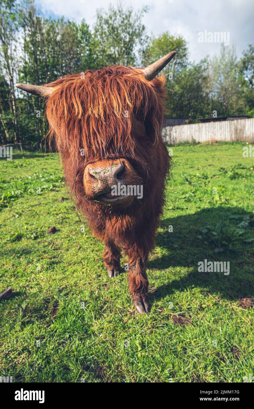 A vertical closeup shot of a brown Scottish Highland Cow in the pasture ...