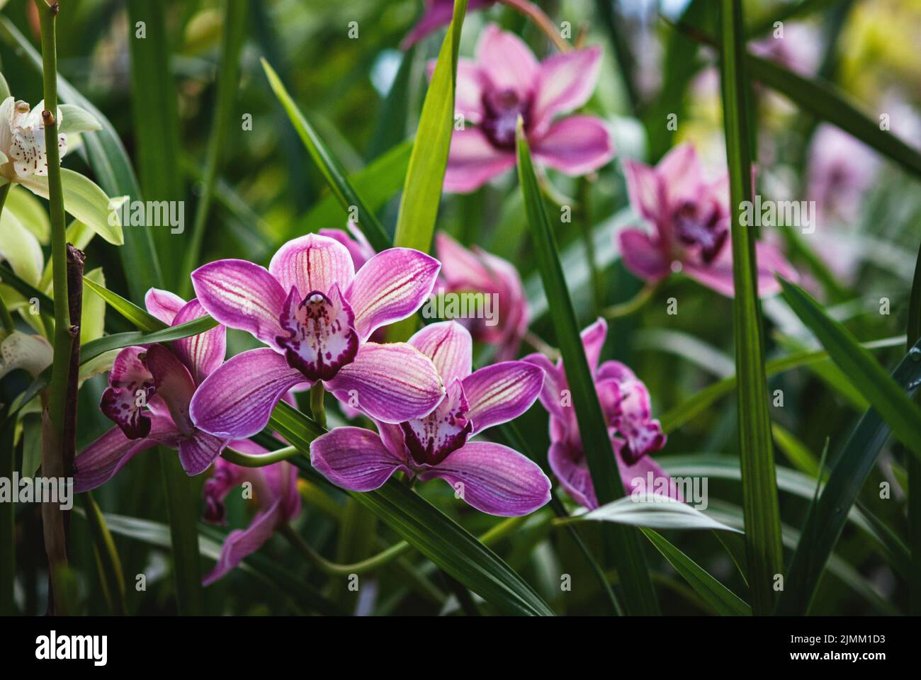 Cymbidium devonianum - purple boat orchids blooming in greenhouse Stock Photo