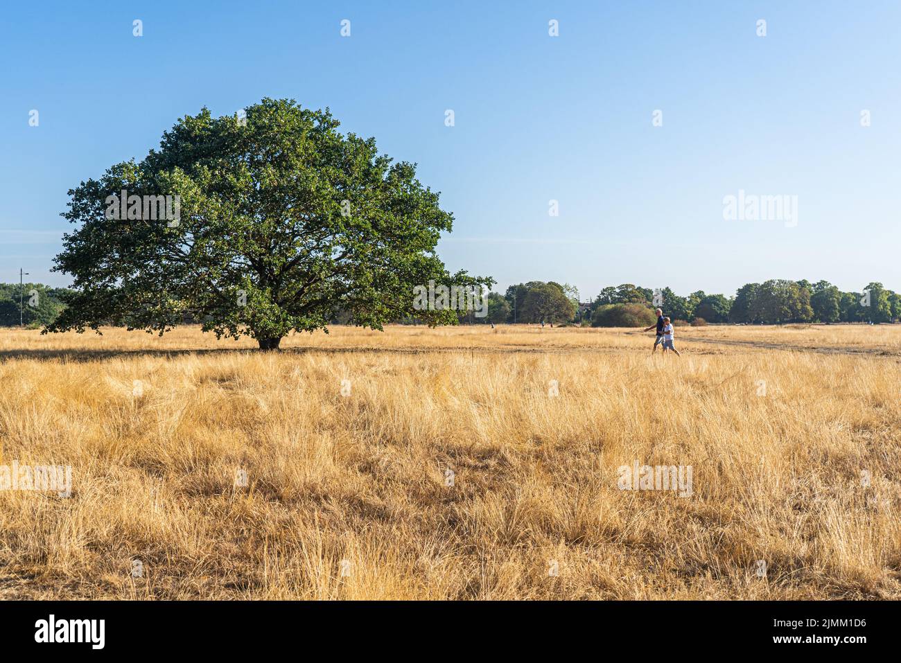 Wimbledon, London, UK. 7 August 2022  People walking on a bright morning  on the  parched  grass of Wimbledon Commo, south west London  as the hot weather and a lack of rainfall continue to grip much of the south of England and the UK, with temperatures expected to reach  above 30celsius  by next week Credit. amer ghazzal/Alamy Live News Stock Photo