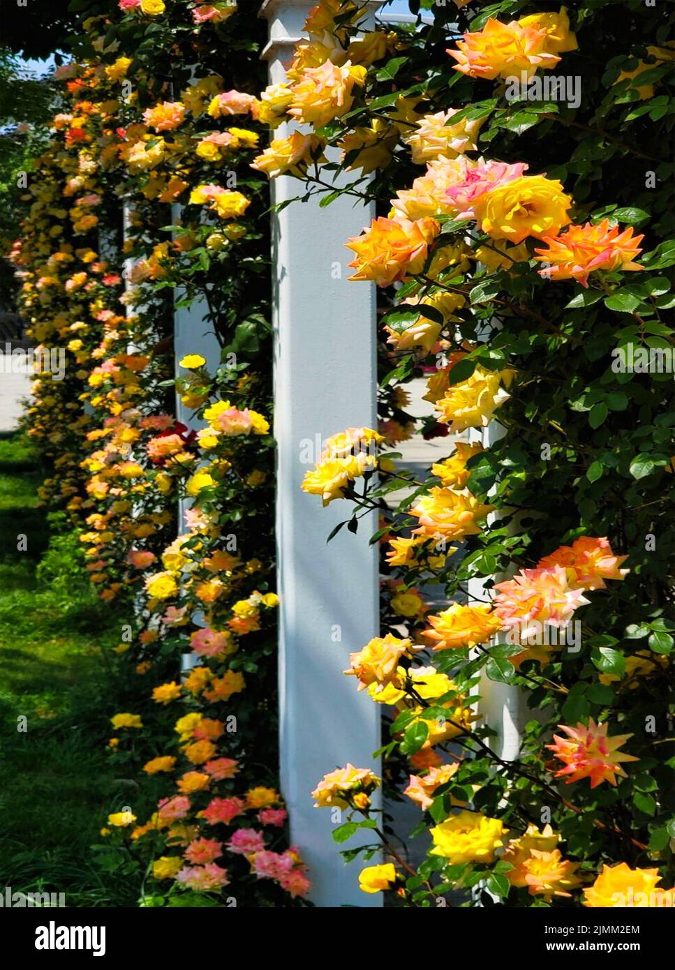 A vertical closeup shot of yellow and pink roses growing in a garden ...