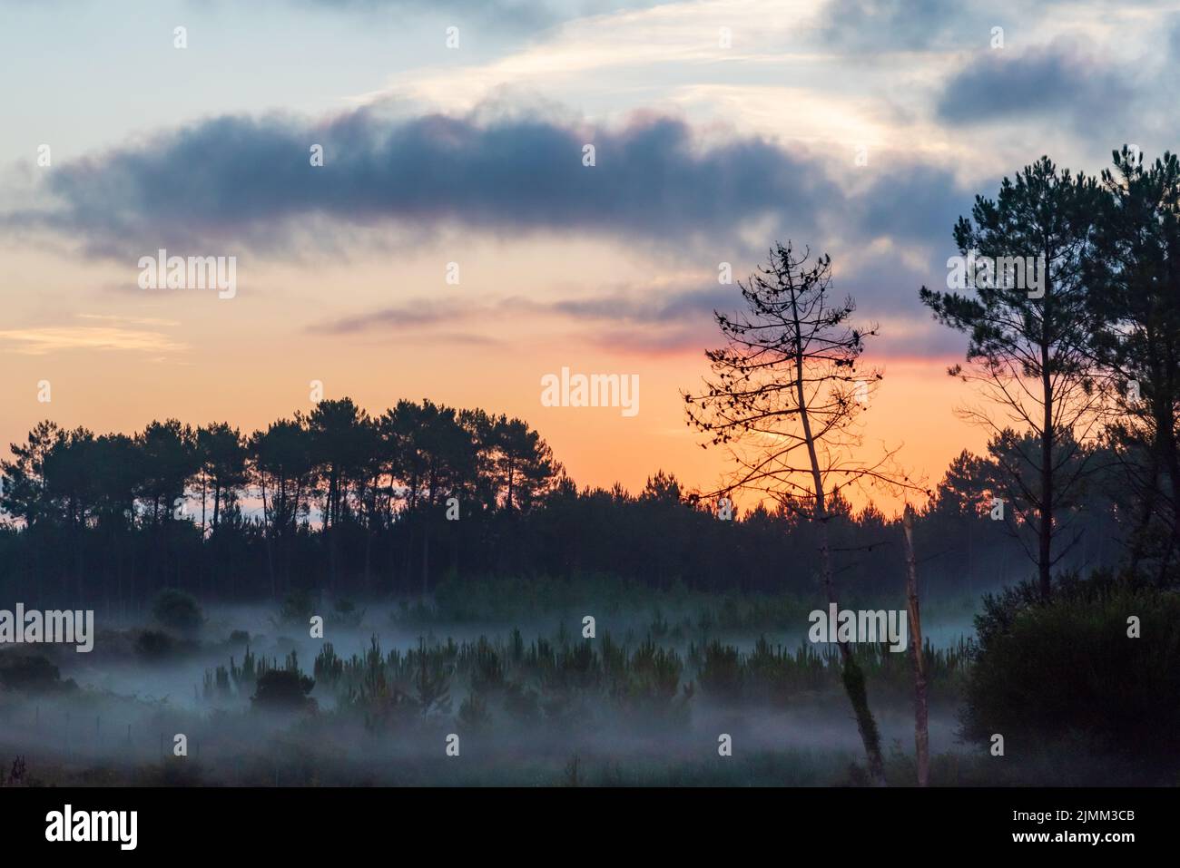 Landscape of a forest at dawn between mists and a dramatic sky. Stock Photo
