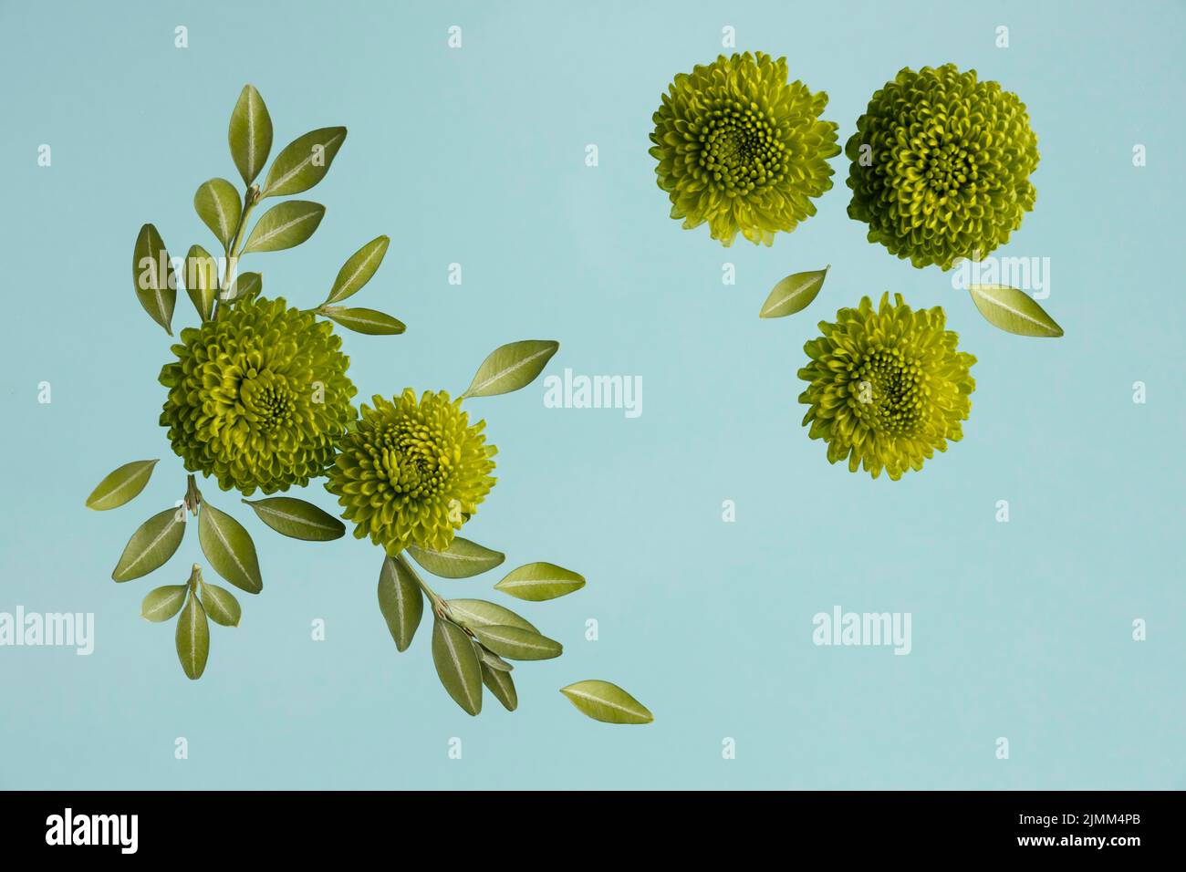 Flat lay spring daisies with leaves Stock Photo - Alamy