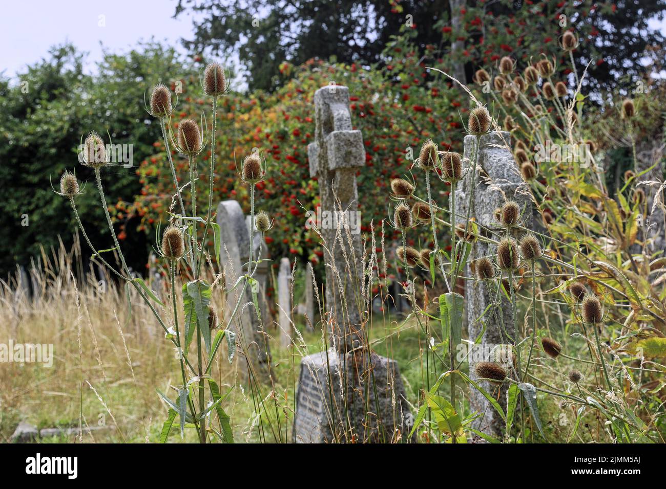 These beautiful teasles are strong and graphic set against soft focus gravestones in the churchyard at Bere Ferrers in Devon Stock Photo