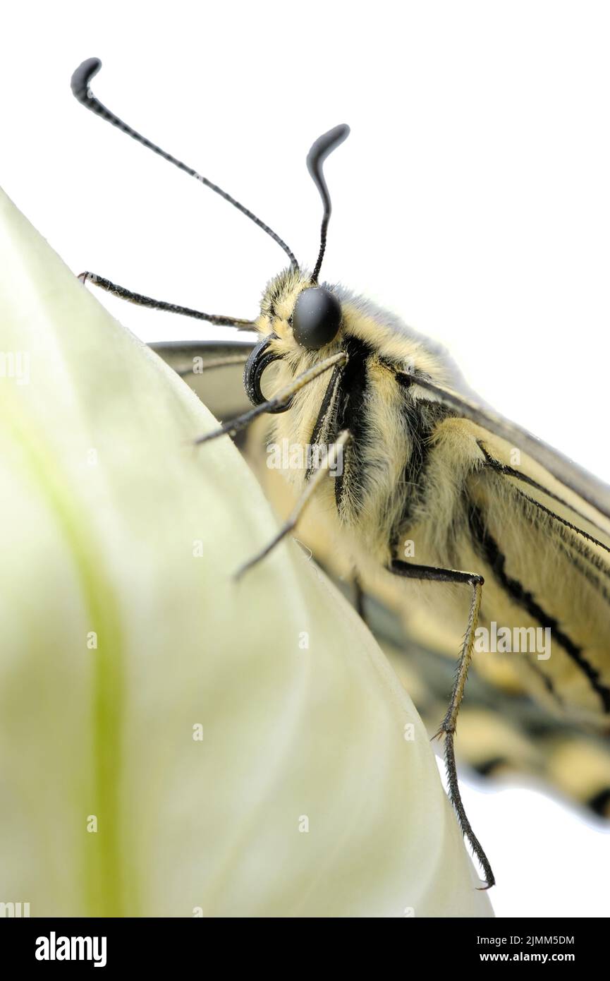 Bright large butterfly swallowtail Stock Photo
