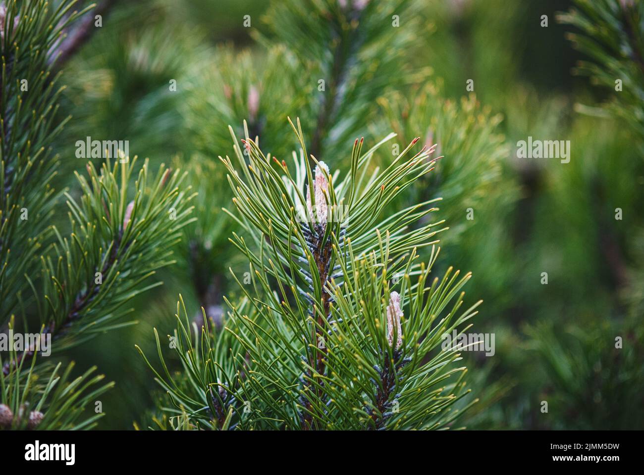 Pine tree branches closeup, Shrub mountain pine, Pinus mugo in spring Stock Photo
