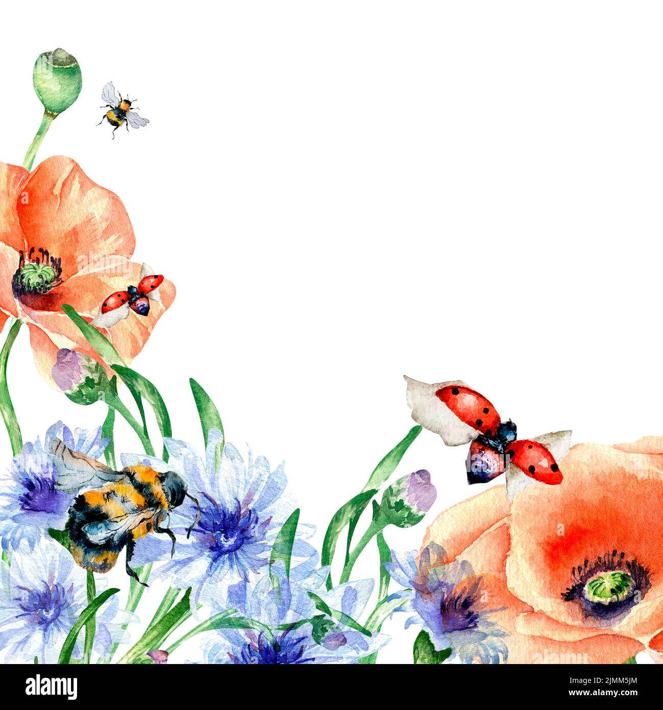 Board of ladybugs, bee and poppies watercolor illustration on white ...