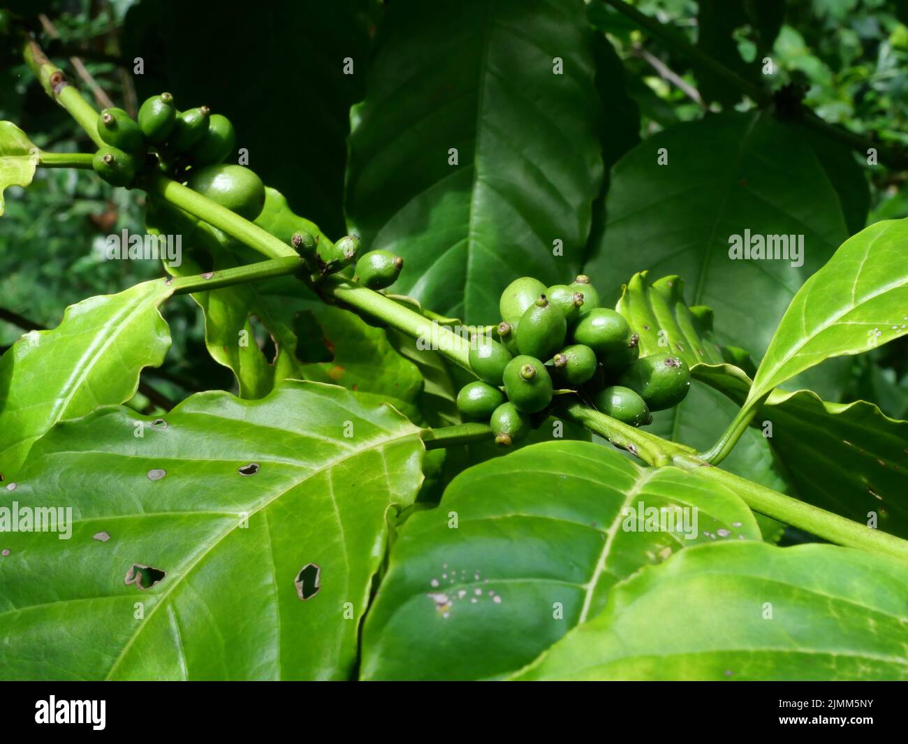 Raw and ripe green color coffee cherry beans on tree plantation in Thailand Stock Photo