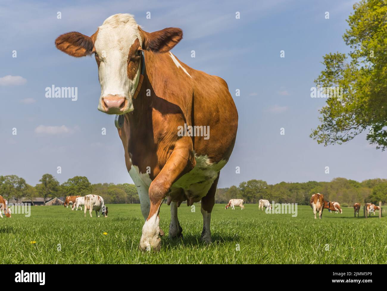 Brown and white holstein cow in National Park Sallandse Heuvelrug in Overijssel, Netherlands Stock Photo