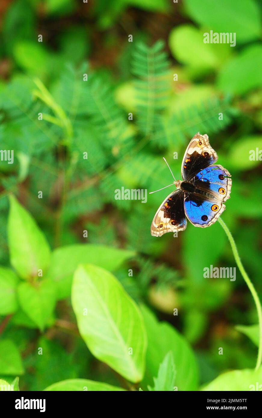 Blue Pansy Butterfly on tree with natural green background, The pattern resembles orange eyes on the black and blue and purple and yellow wing Stock Photo