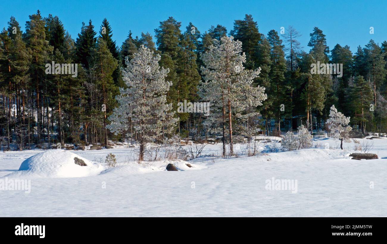 Frosty pines. In front of Rautoniemi (Iron Cape), Kuopio, 2017-03-017 10:02 +02. Stock Photo