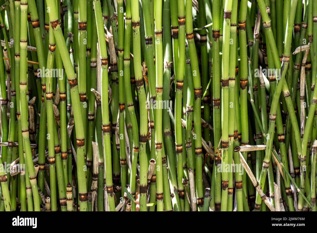 Front view bamboo sticks Stock Photo Alamy