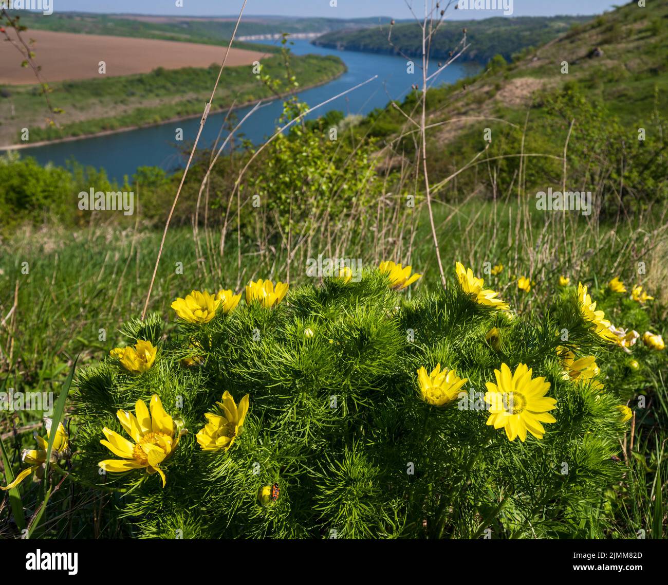 Spring yellow flowers on a background of amazing views of the Dniester river canyon. This place is called Shyshkiv Gorby, Nahori Stock Photo